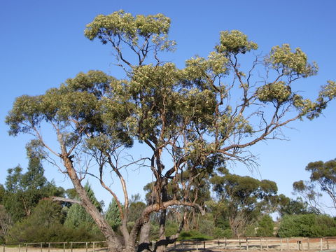 Australian Inland Botanic Gardens - Accommodation Noosa 1