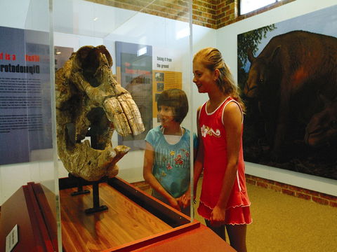 Australian Museum Diprotodon Exhibition: Closed For Building Repair July August - Accommodation Noosa 0