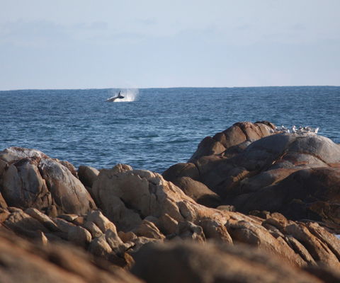 Cape Conran Coastal Park - Accommodation Noosa 1