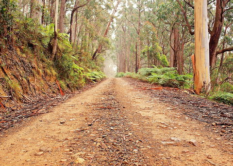 Cycle Mogo State Forest - Accommodation Noosa 1