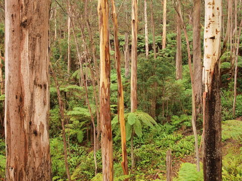 Cycle Mogo State Forest - Accommodation Noosa 2
