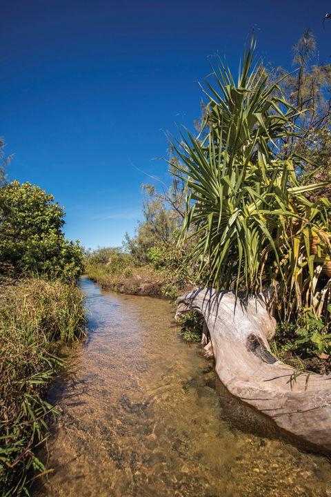 Freshwater Creek Track, Byfield National Park - Accommodation Noosa 2