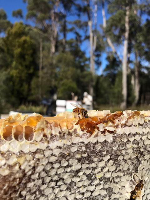 Honey Tasmania - The Beehive - Accommodation Noosa 1