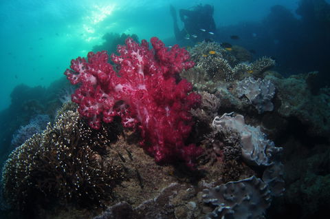 Luncheon Bay Dive Site - Accommodation Noosa 0