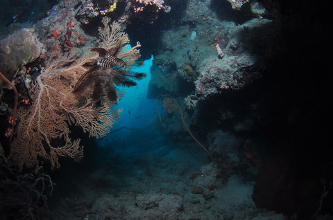 Luncheon Bay Dive Site - Accommodation Noosa 2