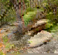 Mount Olive Trail - Accommodation Noosa