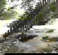 Nellies Glen Carrington Falls - Accommodation Noosa