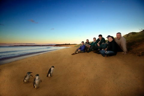 Phillip Island - Accommodation Noosa 2