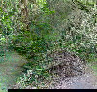 Rainforest Walking Track Roberston Nature Reserve - Accommodation Noosa