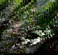 Strickland State Forest - Accommodation Noosa