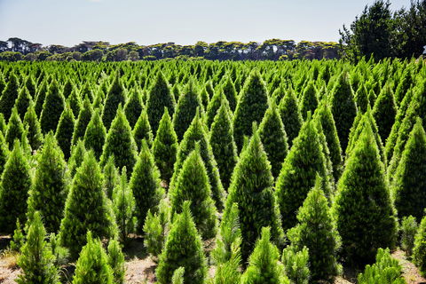 Christmas Tree Farm - Accommodation Noosa 0