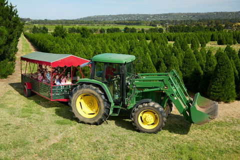 Christmas Tree Farm - Accommodation Noosa 1