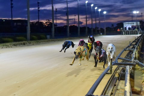 Cranbourne Greyhound Racing Club - Accommodation Noosa 1