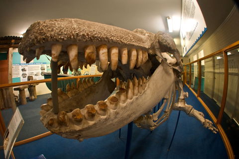 Eden Killer Whale Museum - Accommodation Noosa 0