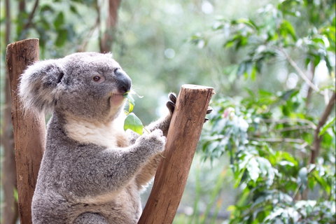 Featherdale Wildlife Park - Accommodation Noosa 1