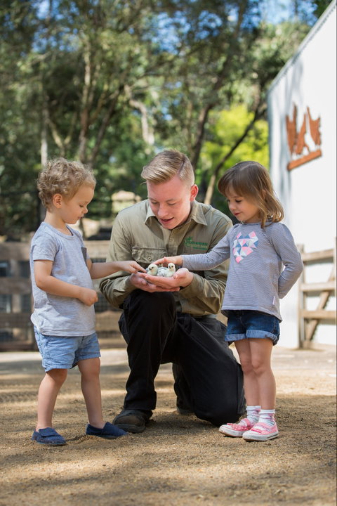 Featherdale Wildlife Park - Accommodation Noosa 2