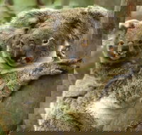 Koalas in Gunnedah - Accommodation Noosa