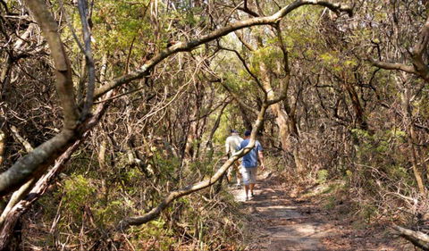Lyrebird Dell Walking Track - Accommodation Noosa 0