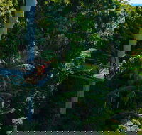 Tamborine Rainforest Skywalk - Accommodation Noosa