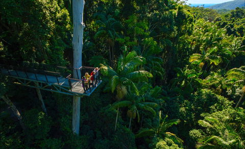 Tamborine Rainforest Skywalk - Accommodation Noosa 0