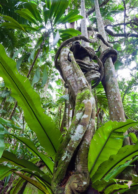 Tamborine Rainforest Skywalk - Accommodation Noosa 2