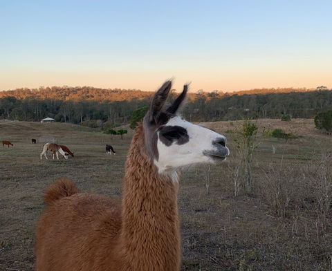 The Llama Farm - Accommodation Noosa 0