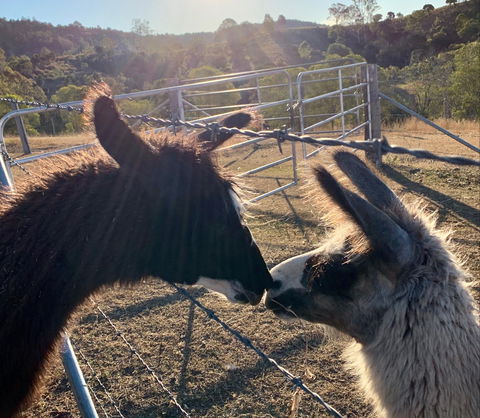 The Llama Farm - Accommodation Noosa 1