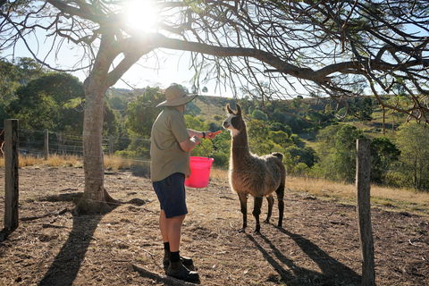 The Llama Farm - Accommodation Noosa 2