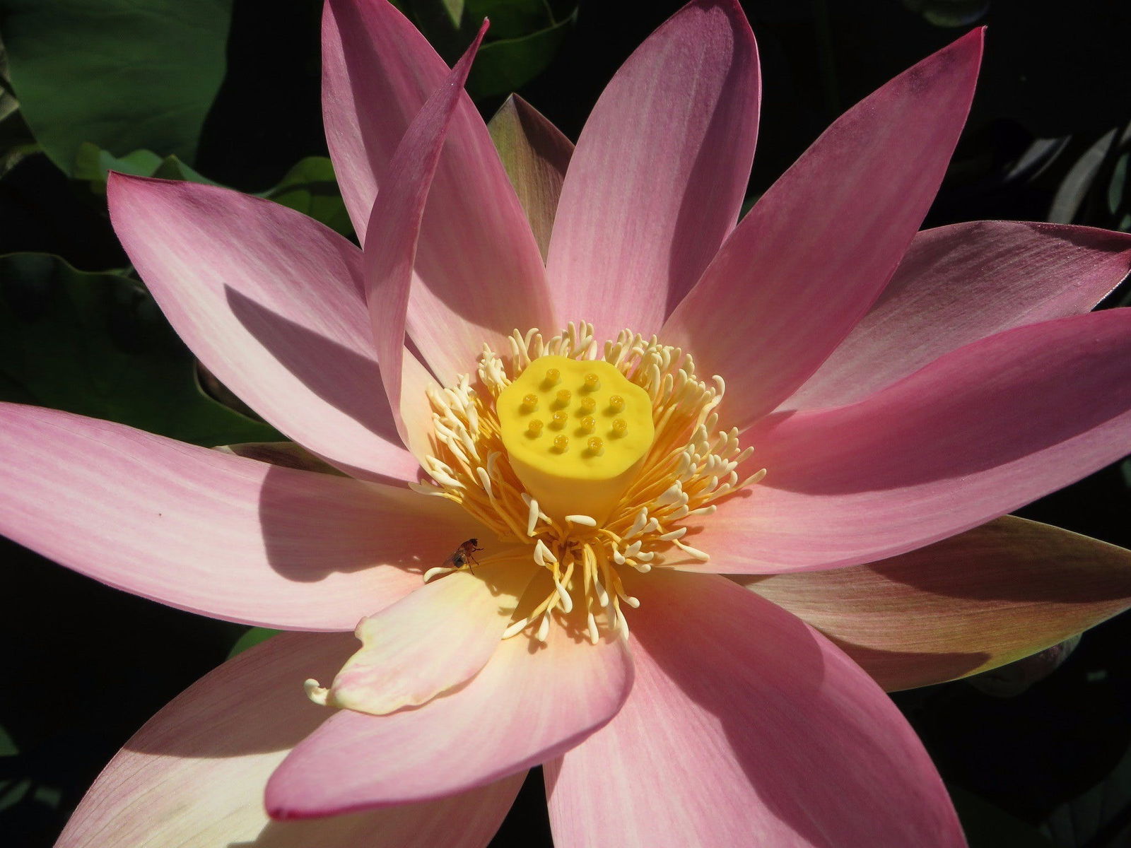 Mulbring NSW Accommodation Noosa