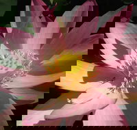 Wallis Creek Water Garden - Accommodation Noosa