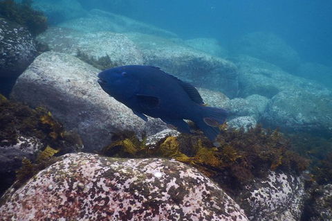 Small-Group Underwater Scooter Experience In Clovelly - Accommodation Noosa 4