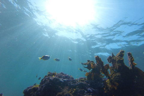 Small-Group Underwater Scooter Experience In Clovelly - Accommodation Noosa 1