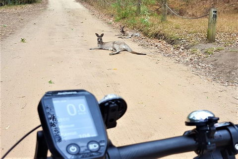Blue Labyrinth Tour: Sydney Blue Mountains By E-Bike - Accommodation Noosa 4