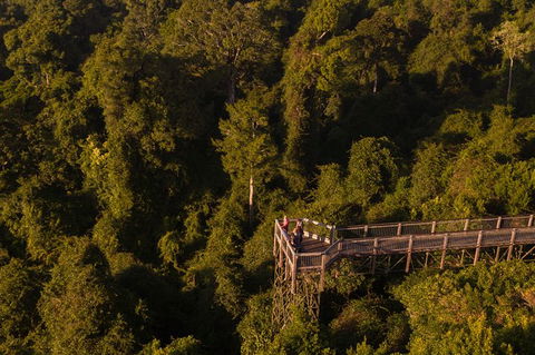 Rainforest & Waterfall Experience - Accommodation Noosa 5