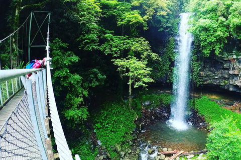 Rainforest & Waterfall Experience - Accommodation Noosa 0
