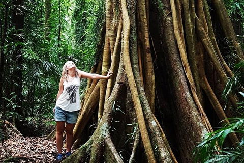 Rainforest & Waterfall Experience - Accommodation Noosa 3