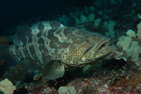 Wolf Rock Dive Site - Accommodation Noosa 1