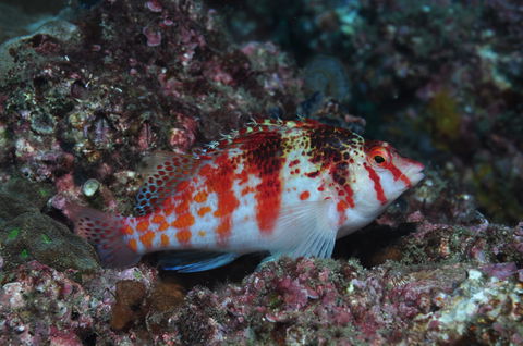 Wolf Rock Dive Site - Accommodation Noosa 2