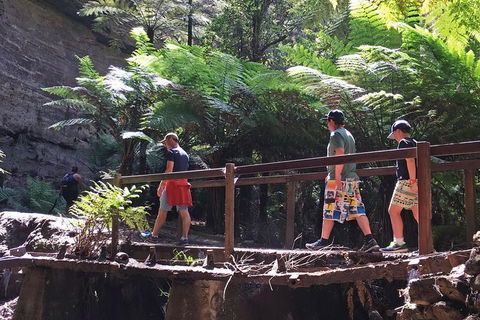 Glow Worm Tunnel Hike - Accommodation Noosa 0