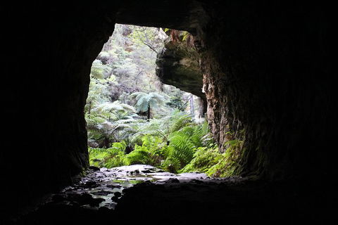Glow Worm Tunnel Hike - Accommodation Noosa 1