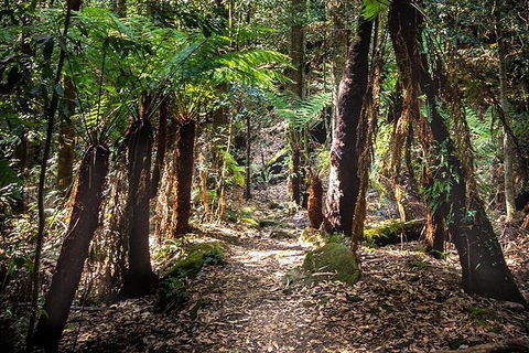 Blue Mountains Secret Places Adventure - Accommodation Noosa 1