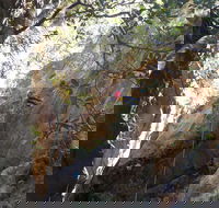 Juggler Canyon and Abseiling Adventure Blue Mountains - Accommodation Noosa