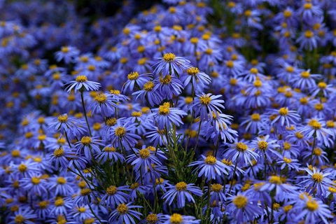 Blue Mountains Botanic Garden And Bilpin Tour From Katoomba With Cider Tasting - Accommodation Noosa 3