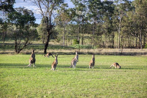Private Full-Day Wine Tour In Hunter Valley - Accommodation Noosa 2
