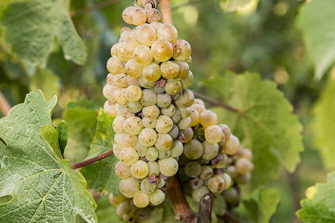 Bathurst Wine Trail Full-Day Private Tour With Tastings - Accommodation Noosa 8