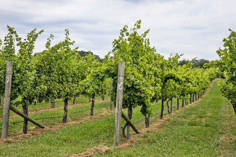 Bathurst Wine Trail Full-Day Private Tour With Tastings - Accommodation Noosa 10