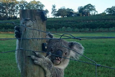 The Secret Vines Experience Port Macquarie - Accommodation Noosa 1
