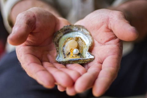 Australian Pearl Experience & Kangaroo Encounter Day Trip From Sydney - Accommodation Noosa 3