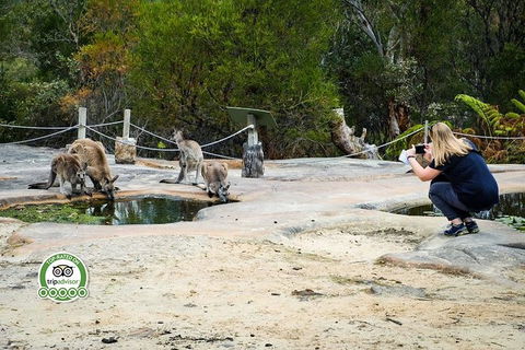 Australian Pearl Experience & Kangaroo Encounter Day Trip From Sydney - Accommodation Noosa 4