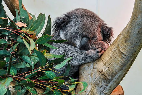 Blue Mountains Highlights, Wildlife Park And Scenic World Full Day Private Tour - Accommodation Noosa 1